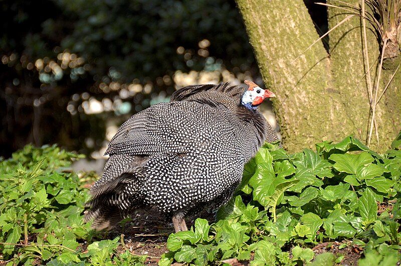 File:Guineafowl, Namibia.jpg