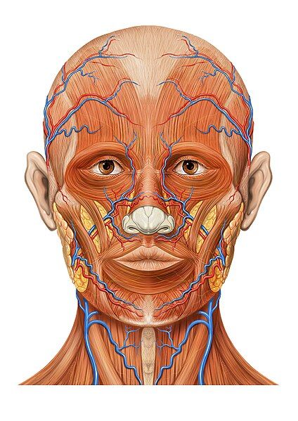 File:Head ap anatomy.jpg