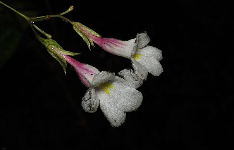 File:Henckelia wijesundarae.jpg