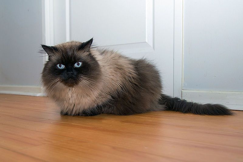 File:Himalayan Cat.jpg