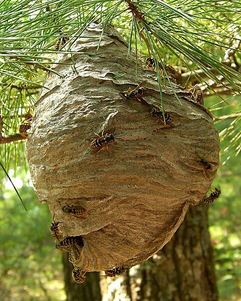 File:Hornet Nest.jpg