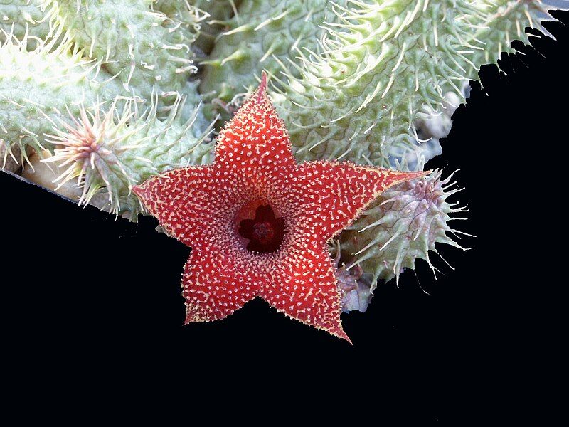 File:Huernia aspera.jpg