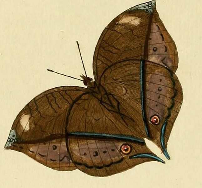 File:Junonia cymodoce1.JPG