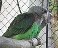 grey-headed subspecies of brown-necked parrot