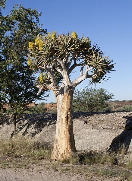 File:Kokerboom in flower.jpg