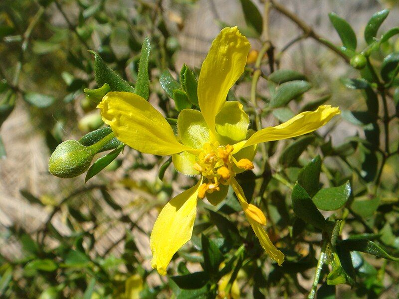 File:Larrea-tridentata-20080327.JPG