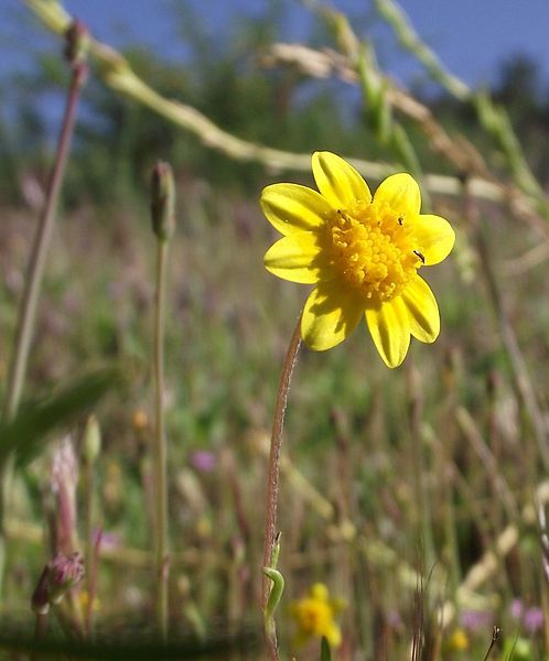 File:Lastheniacoronaria.jpg