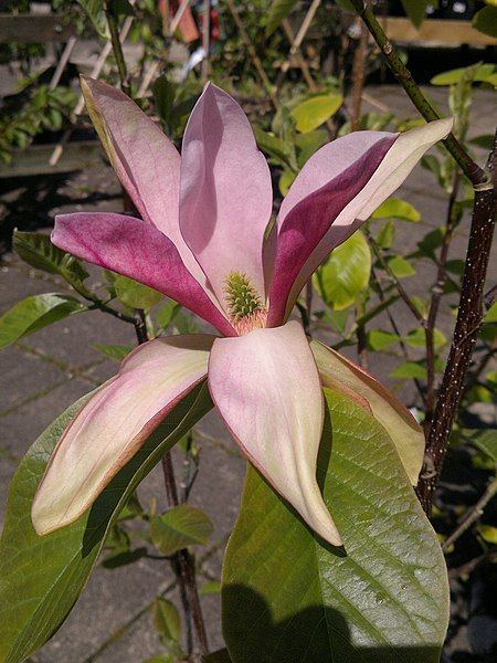 File:Magnolia Daybreak.jpg