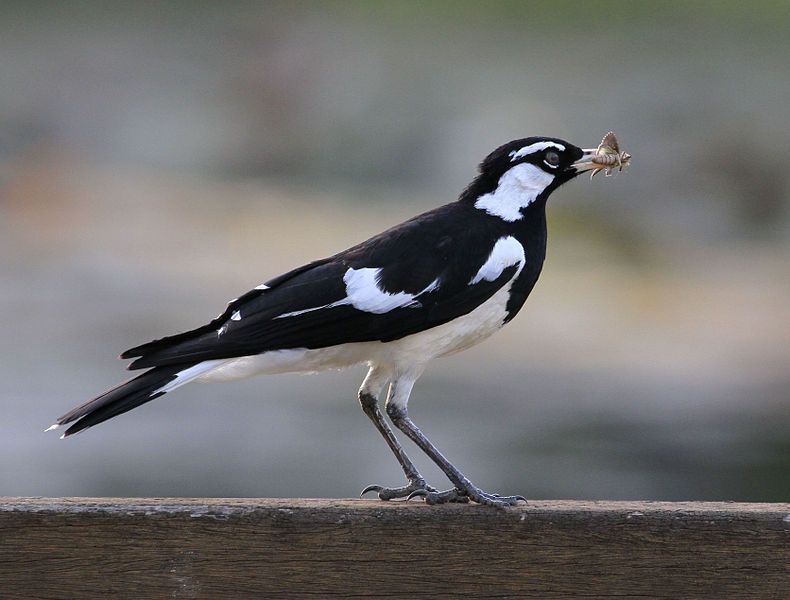 File:Magpie Lark.001.jpg