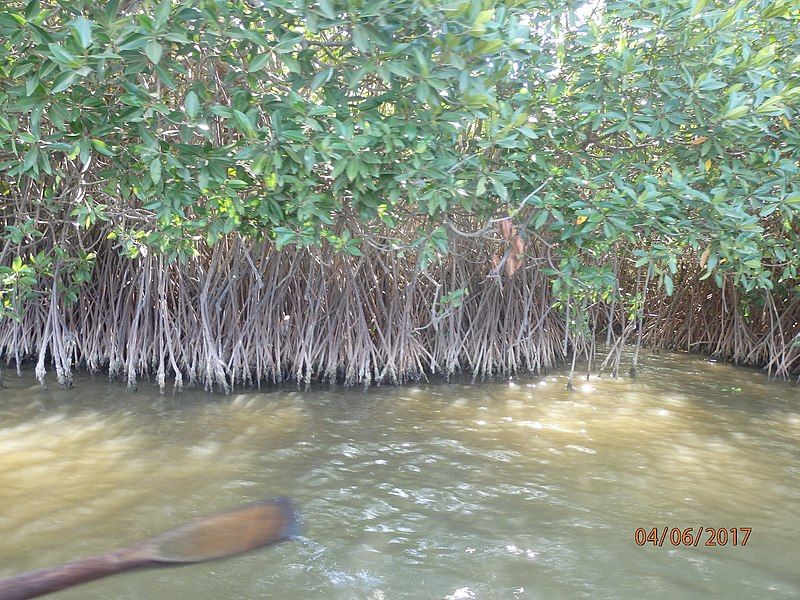 File:Mangroves of Pichavaram.jpg