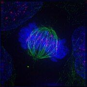 Metaphase: The centrosomes have moved to the poles of the cell and have established the mitotic spindle. The chromosomes have congressed at the metaphase plate.