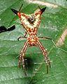 Micrathena sagittata closeup, Gadsden Co. Florida.