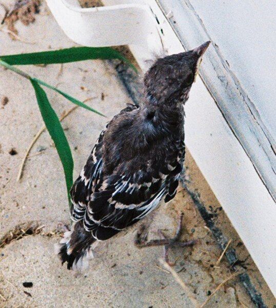 File:Mockingbird Chick007.jpg