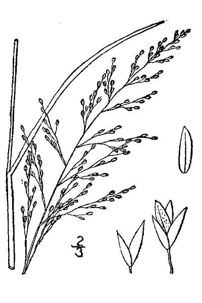 File:Muhlenbergia torreyana.jpg