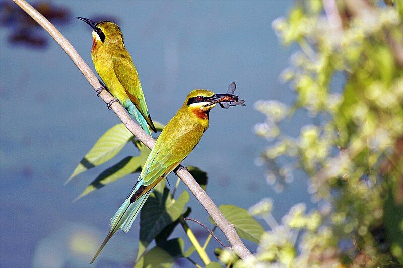 File:Olive Bee-eater (23427915591).jpg