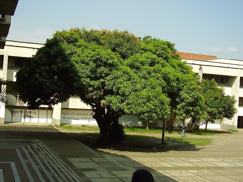 File:Palo de mango.jpg