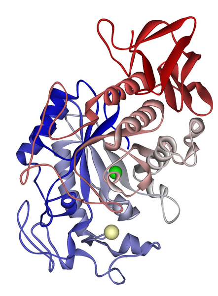 File:Pancreatic alpha-amylase 1HNY.png