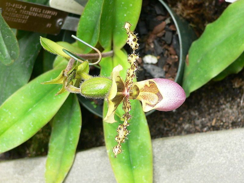 File:Paphiopedilum victoria-regina2.jpg