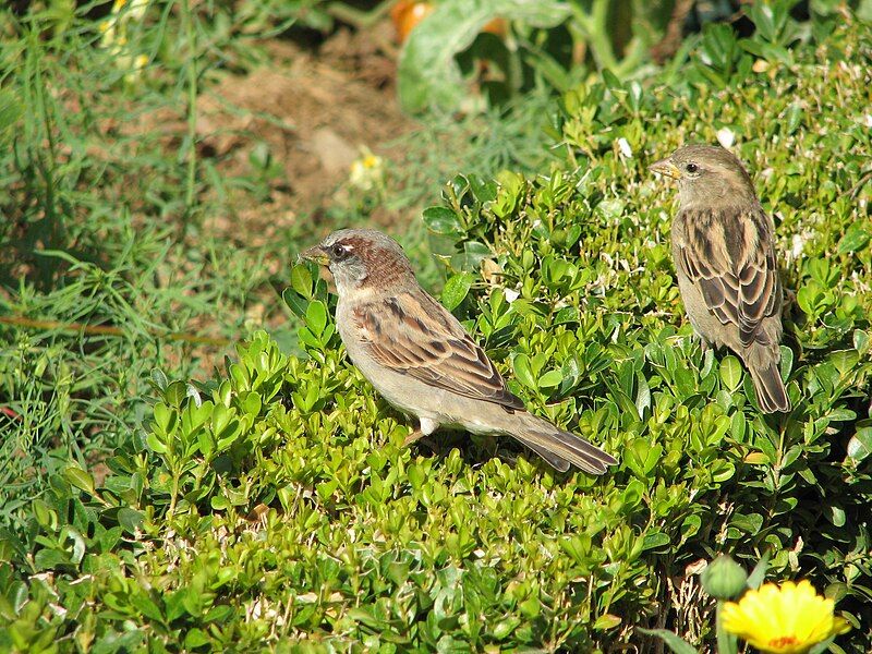 File:Passer domesticus couple.jpg