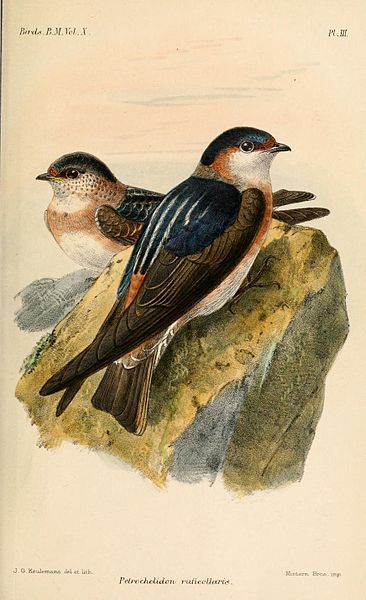 File:PetrochelidonRuficollarisKeulemans.jpg