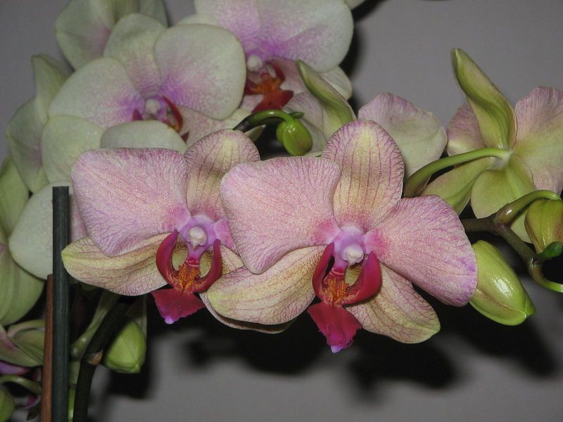 File:Phalaenopsis cv02.jpg