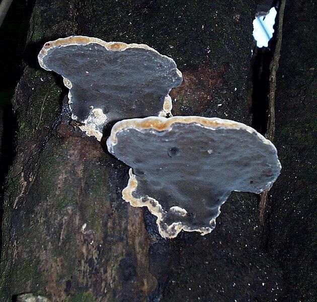 File:Phellinus noxius.jpg