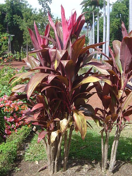 File:Plant dsc07298.jpg