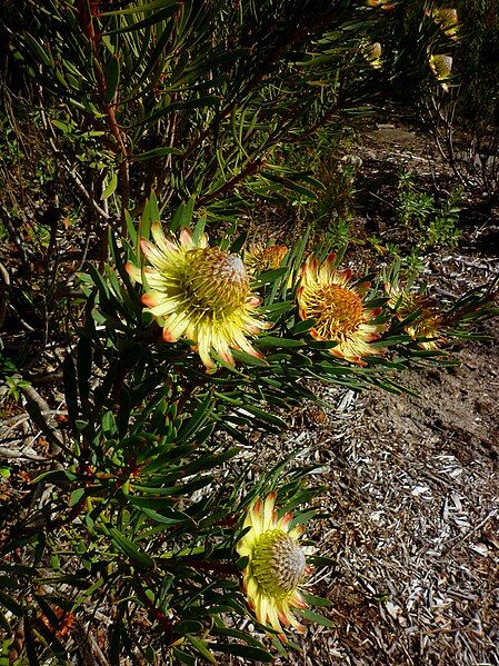 File:Protea scolymocephala02 (3).JPG