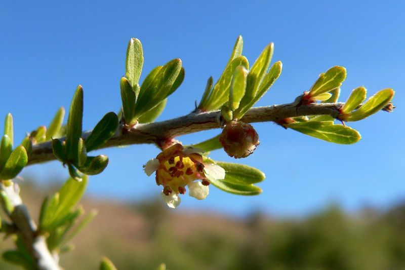 File:Prunus fasciculata close.jpg