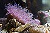 Sea anemone