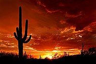 Saguaro silhouette at sunset