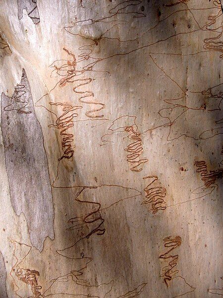 File:Scribbly Gum Lawson.jpg