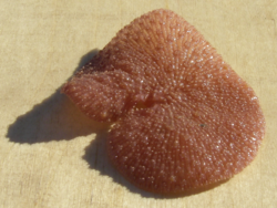 Sea_pansy found and released while doing an Oyster Dredge.