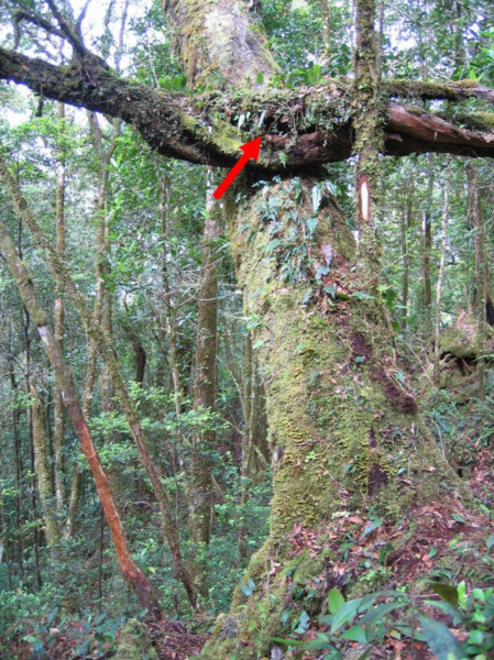 File:Seram-mountain-pigeon-nest-location.png