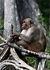 One of the Silver River's monkeys relaxes on the riverside.