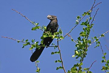 In Dominica