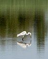 Image 83Snowy egret