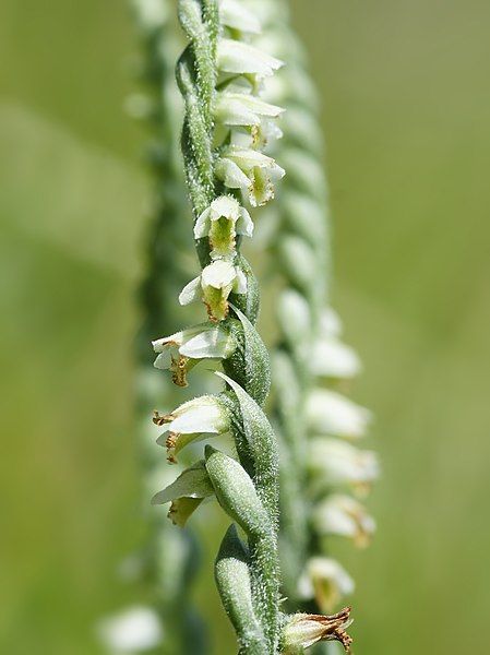 File:Spiranthes spiralis (detail).jpg