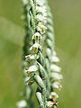 Spiranthes spiralis Flower