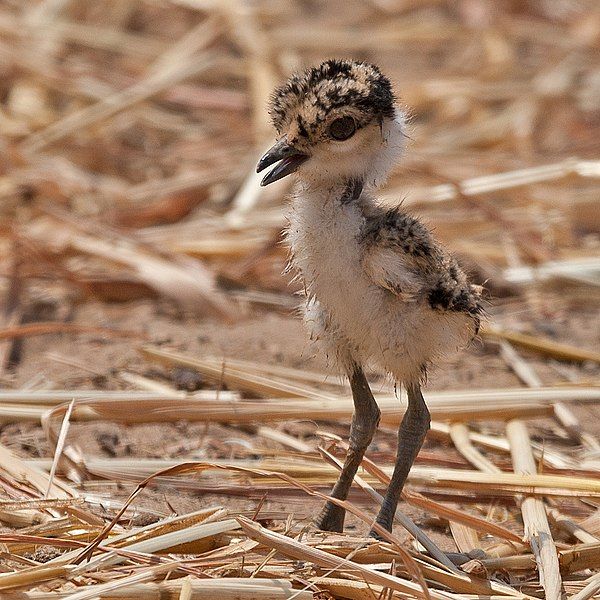 File:Spur-winged lapwing chick.jpg