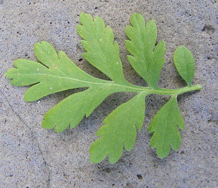 File:Tanacetum parthenium Blatt.JPG