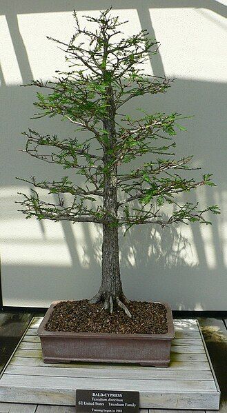 File:Taxodium distichum bonsai.jpg