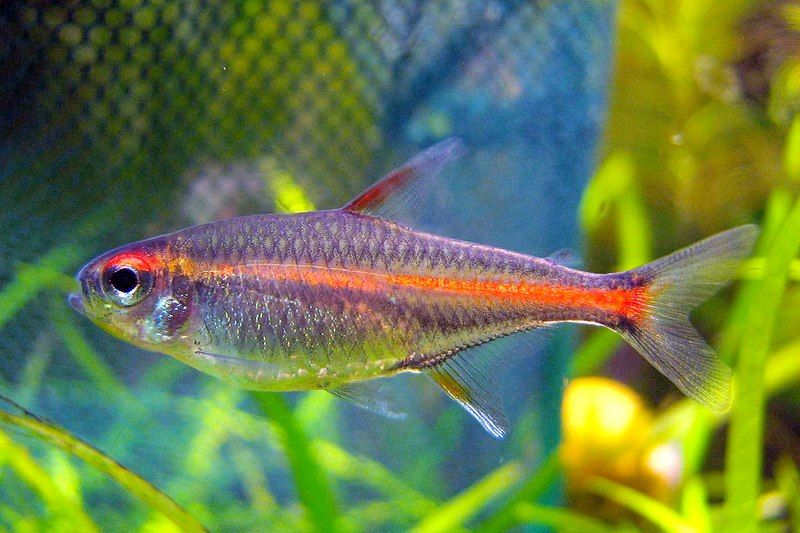 File:Tetra Glowlight cropped.jpg