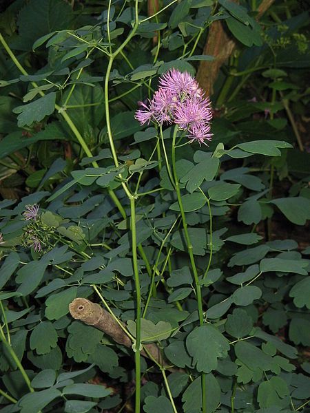 File:Thalictrum aquilegifolium01.jpg