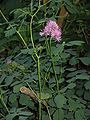 Thalictrum aquilegifolium