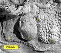 Thecideide brachiopod (T), sabellid worm tube (S) and bryozoans (B) on the shell of the bivalve Ctenostreon from the Upper Jurassic of Poland.