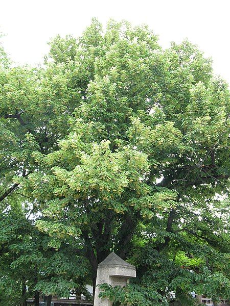 File:Tilia miqueliana1.jpg