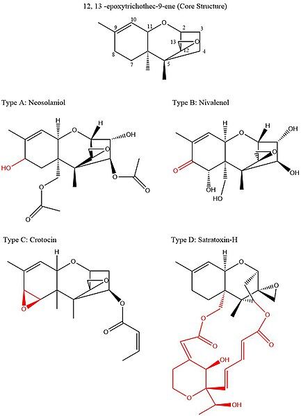 File:Tricothecene Classifications.jpg