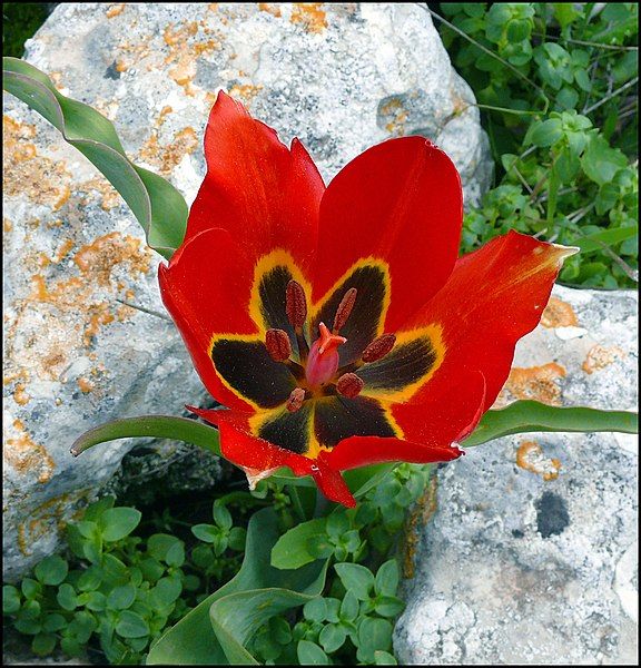 File:Tulip agenensis ZEMK.jpg