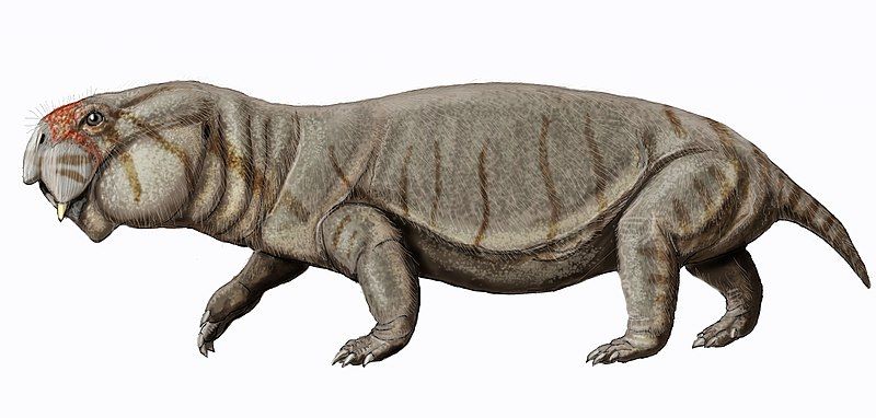 File:Turfanodon22DB.jpg